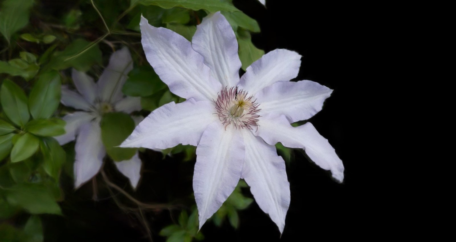 Big Flower