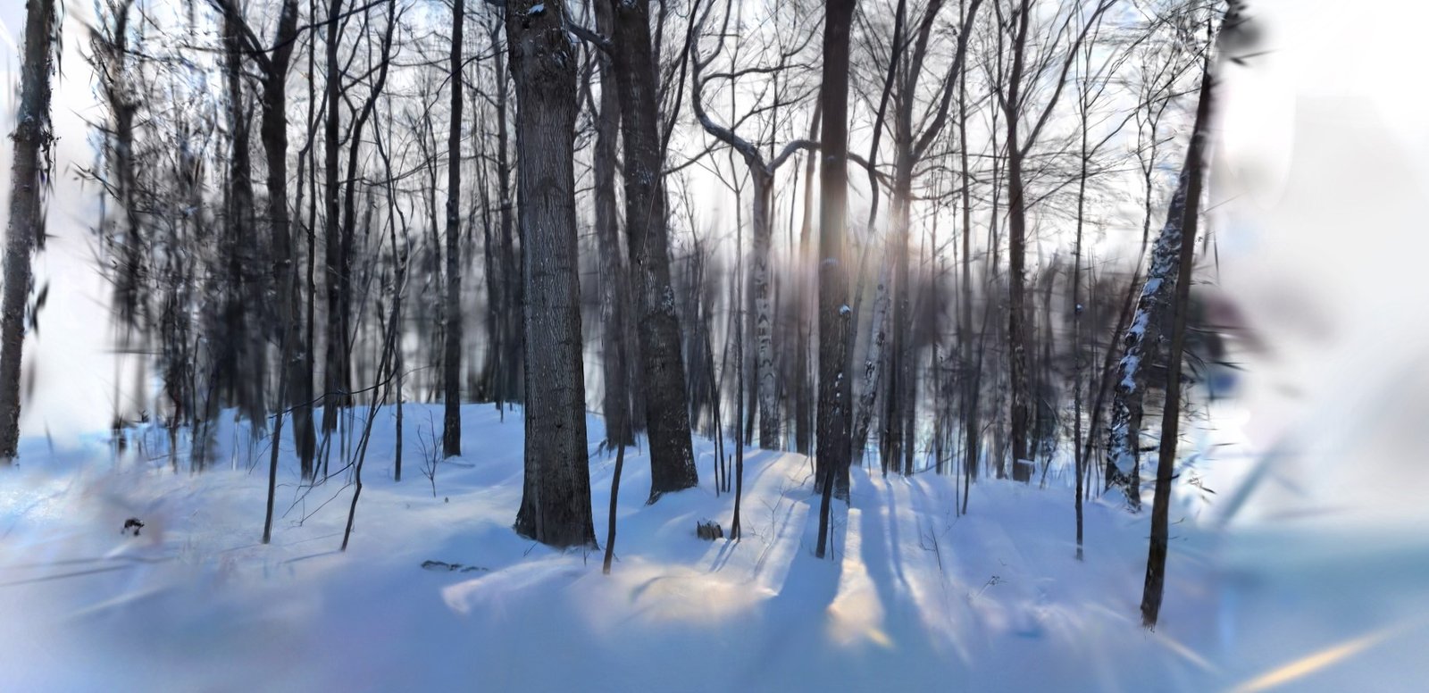 Council Of Trees